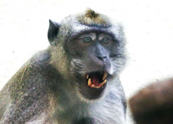 動物図鑑・カニクイザル